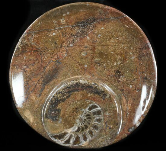Fossil Orthoceras & Goniatite Plate - Stoneware #36365
